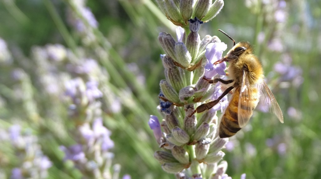 Honigbiene an einer Lavendelblüte