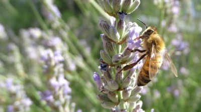 Honigbiene an einer Lavendelblüte