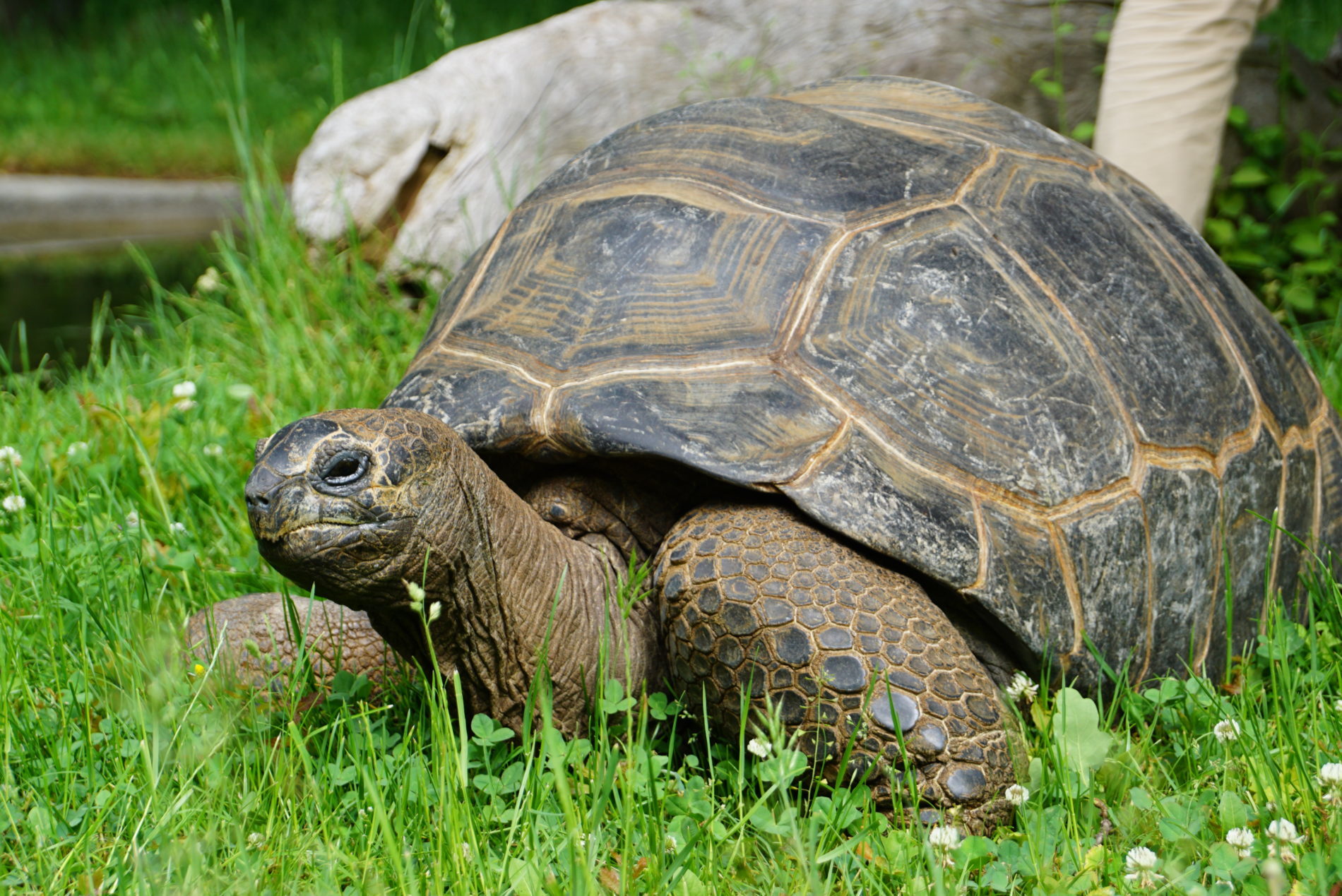 Aldabra giant tortoise - Zoo Dresden