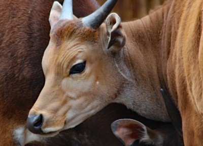 Banteng