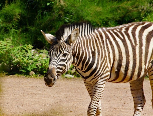 Zebra