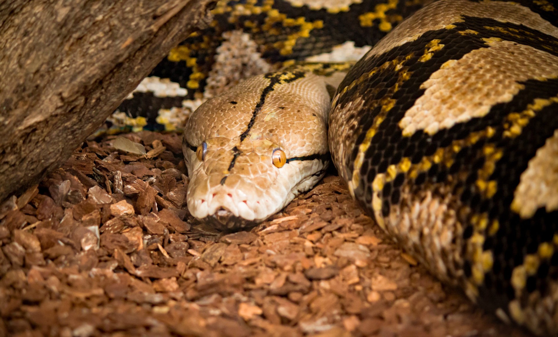 Reticulated Python