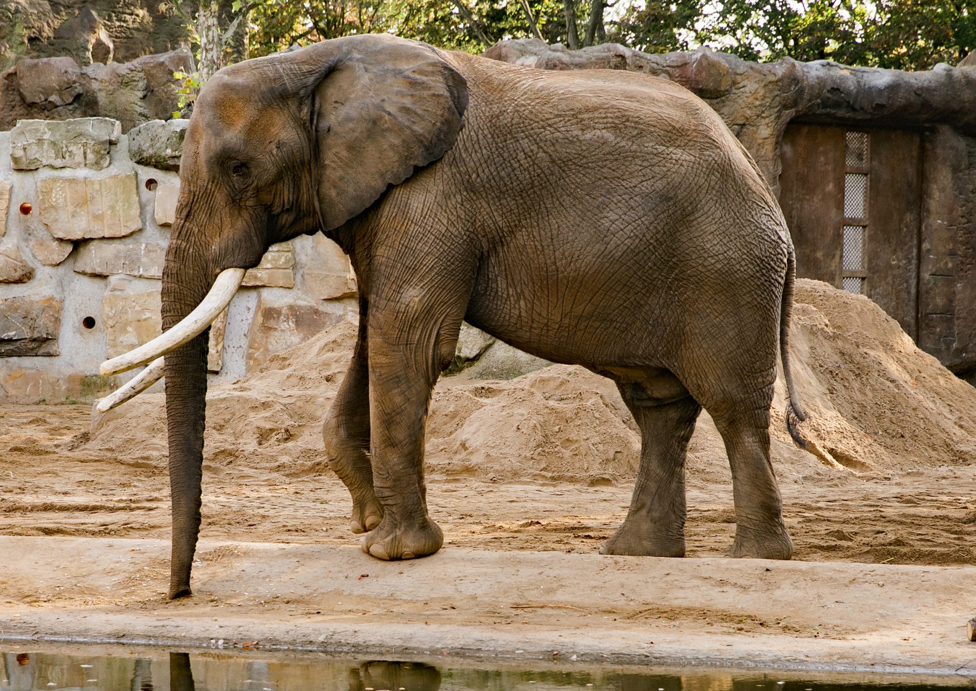 African elephant - Zoo Dresden