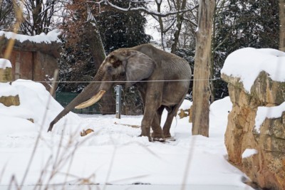 Elefantenbulle Tonga im Schnee