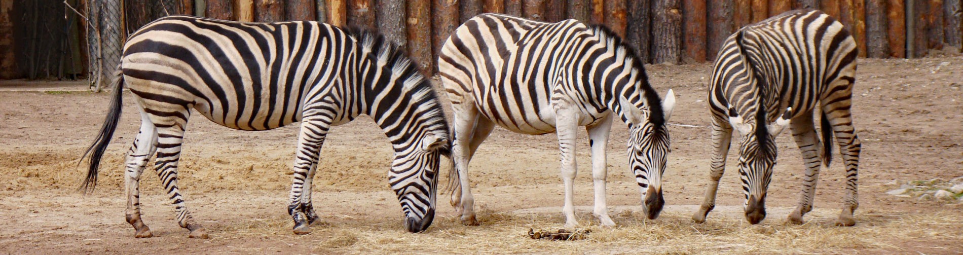 Zebras