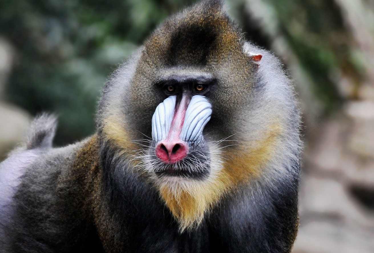 Mandrill - Zoo Dresden