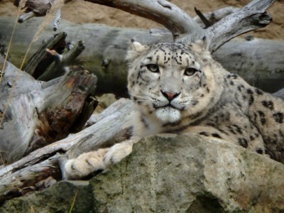 Snow leopard