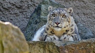 Schneeleopard im Zoo Dresden