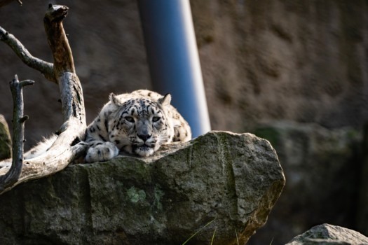 Schneeleopard liegt auf Felsen