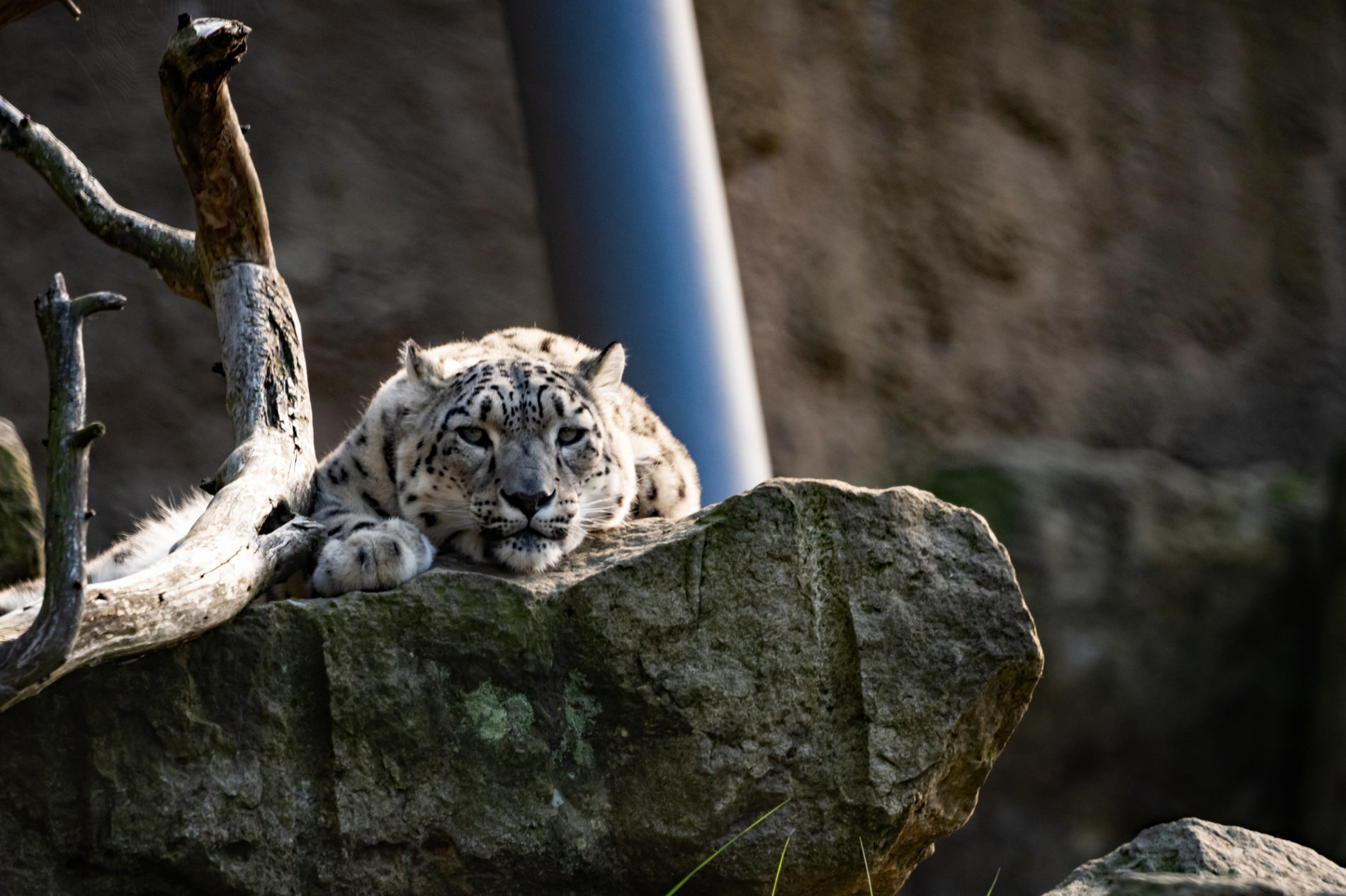 Schneeleopard liegt auf Felsen