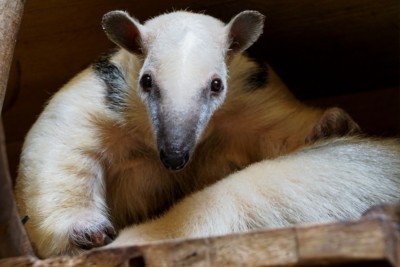 Tamandua