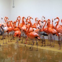 Unsere Kuba-Flamingos im neuen Winterhaus