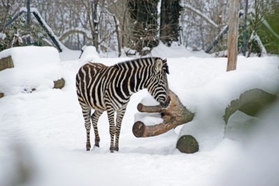 Zebra im Schnee