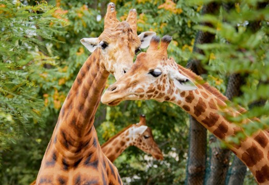 Giraffen Diko, Tessa und Gaia