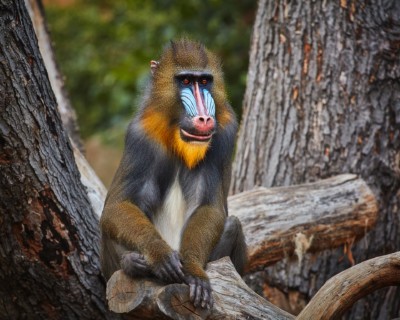 Mandrill