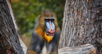 Mandrill