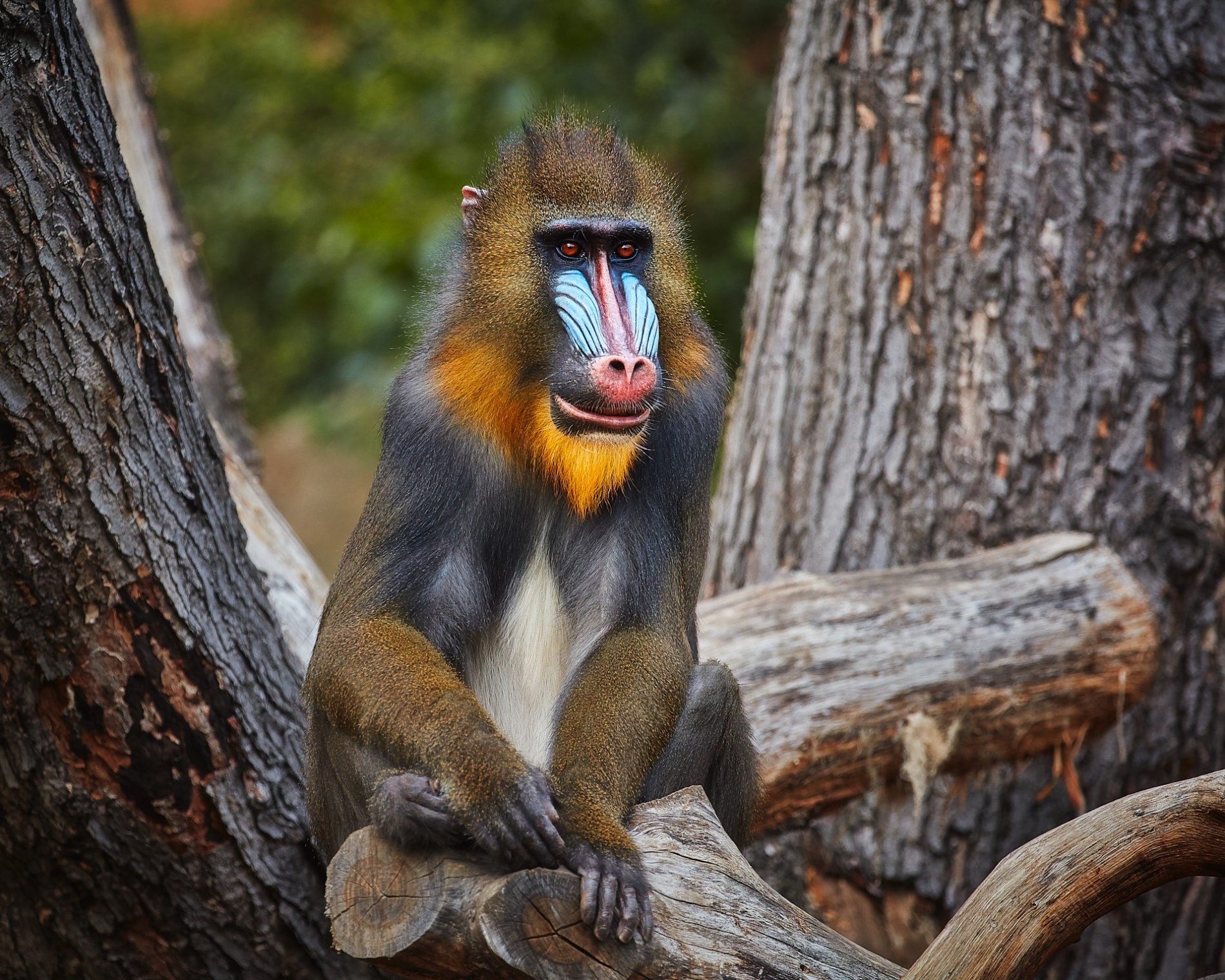 zoo-dresden-mandrill-009-web-72dpi_hans-fineart.jpg