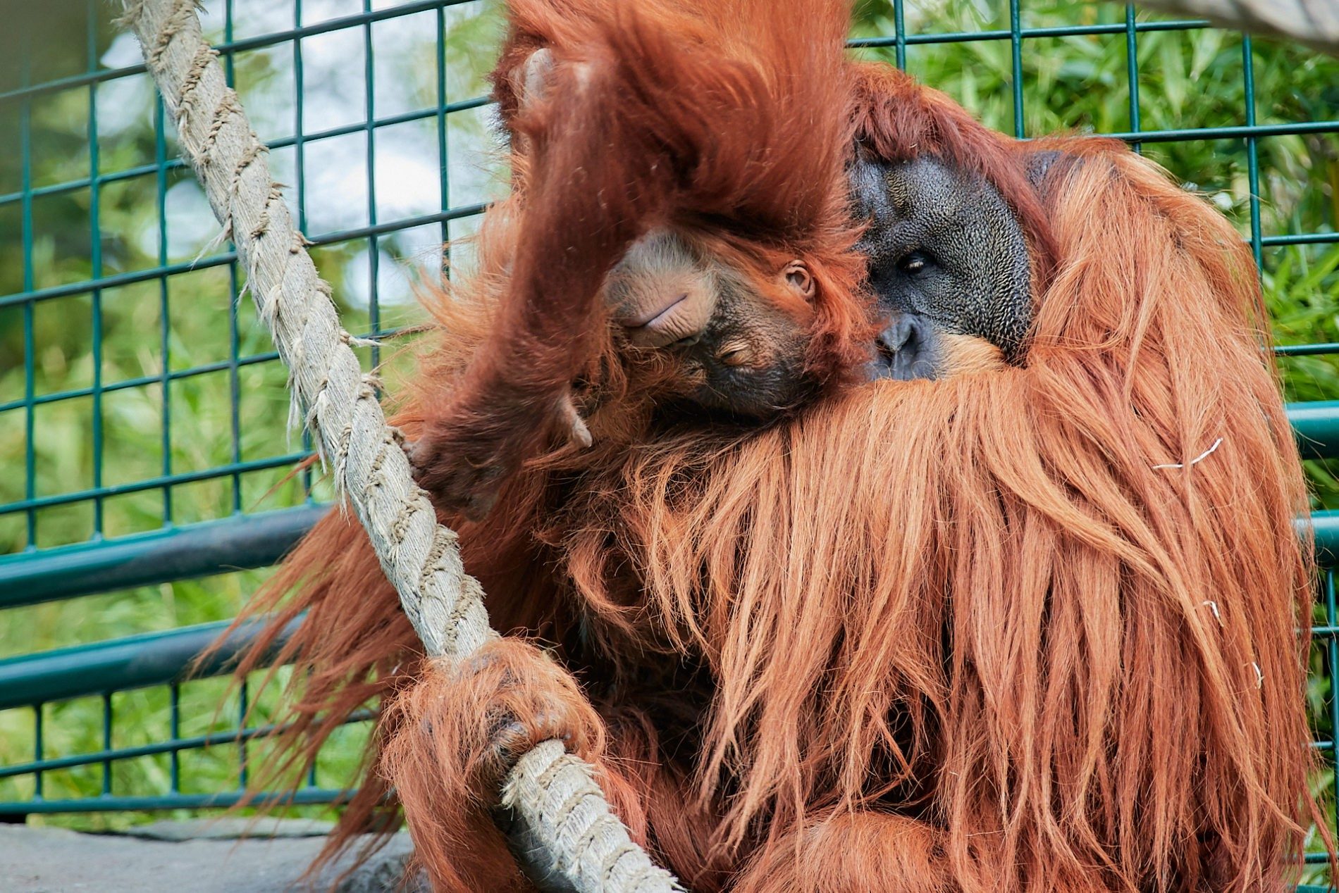 Orangutan at Germany's Allwetter Zoo cleans the windows