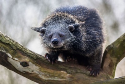 Binturong