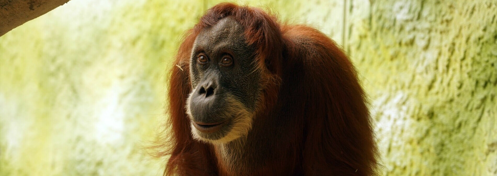 Orang-Utan Daisy im neuen Orang-Utan-Haus