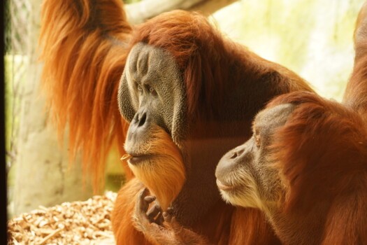 Orang-Utan Toni und Daisy im neuen Orang-Utan-Haus.