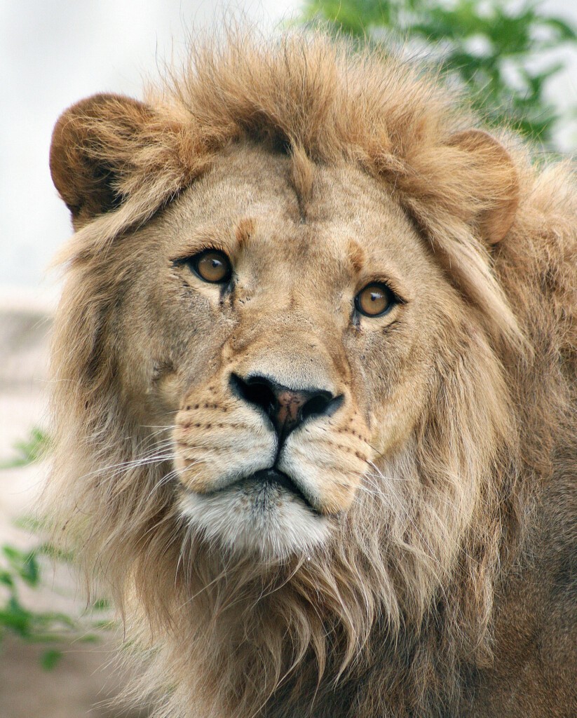 A sad goodbye to lion Jago - Zoo Dresden