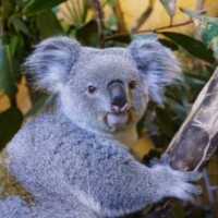 Dresdens neues Koala-Weibchen Eerin