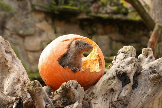 Zebramanguste Halloweenfest Zoo Dresden