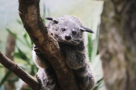 Binturong