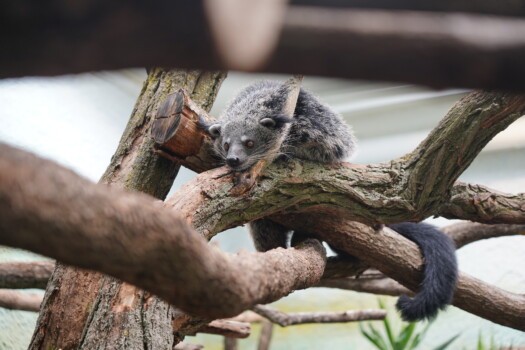 Binturong