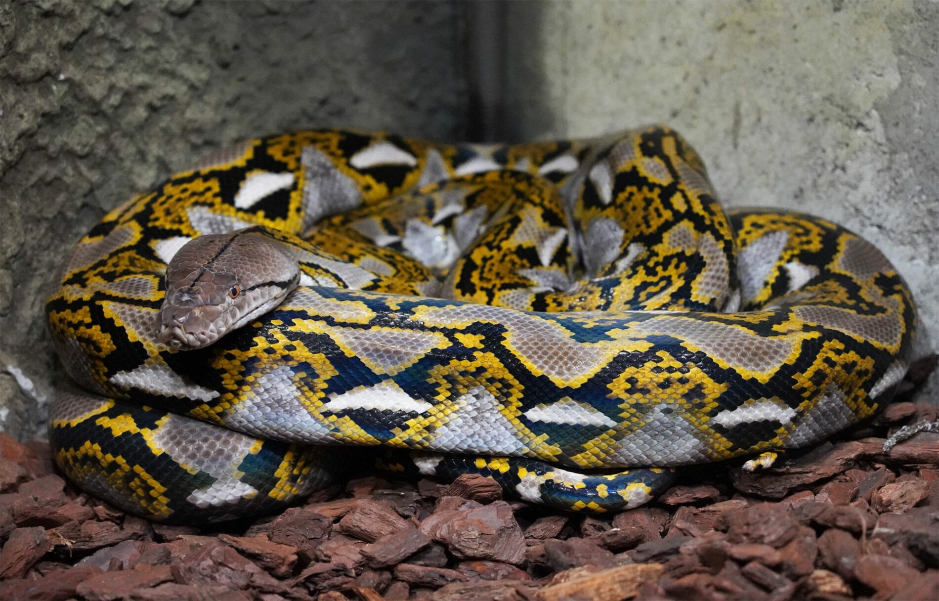 The reticulated pythons move into the orangutan house - Zoo Dresden