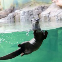 Glattotter im Wasser.