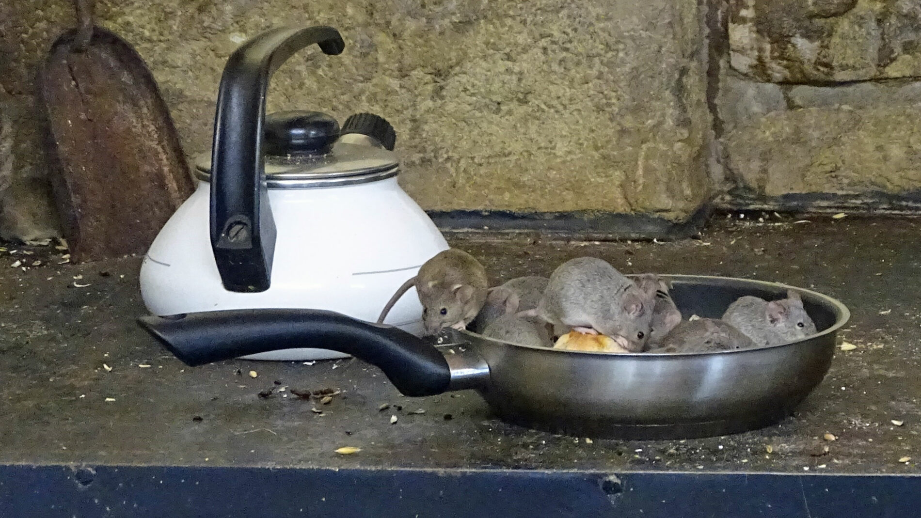Mäuse in der Mäuseburg.