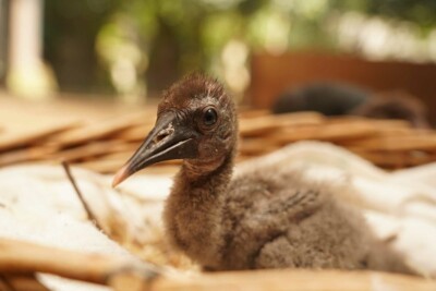 Kahlkopfrapp Jungvogel.