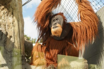 Orang-Utan Toni in der Außenanlage