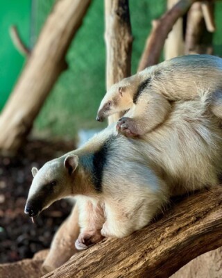 Tamandua Kiwi mit Jungtier