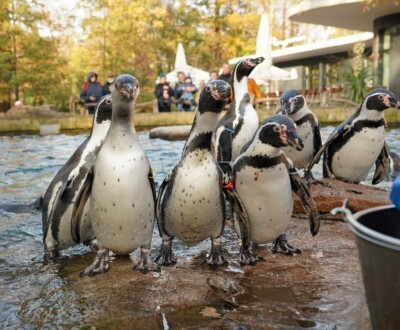 Humboldtpinguine bei der Fütterung