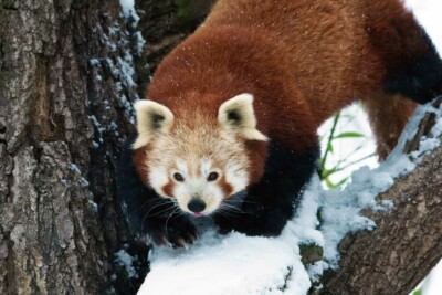 Roter Panda Louanne