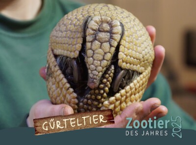 Zootier des Jahres 2025: Gürteltier