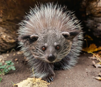 Binturong im Faschingskostüm