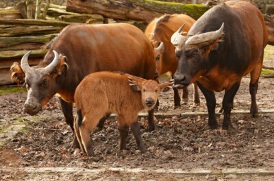 African forest buffalo calf.