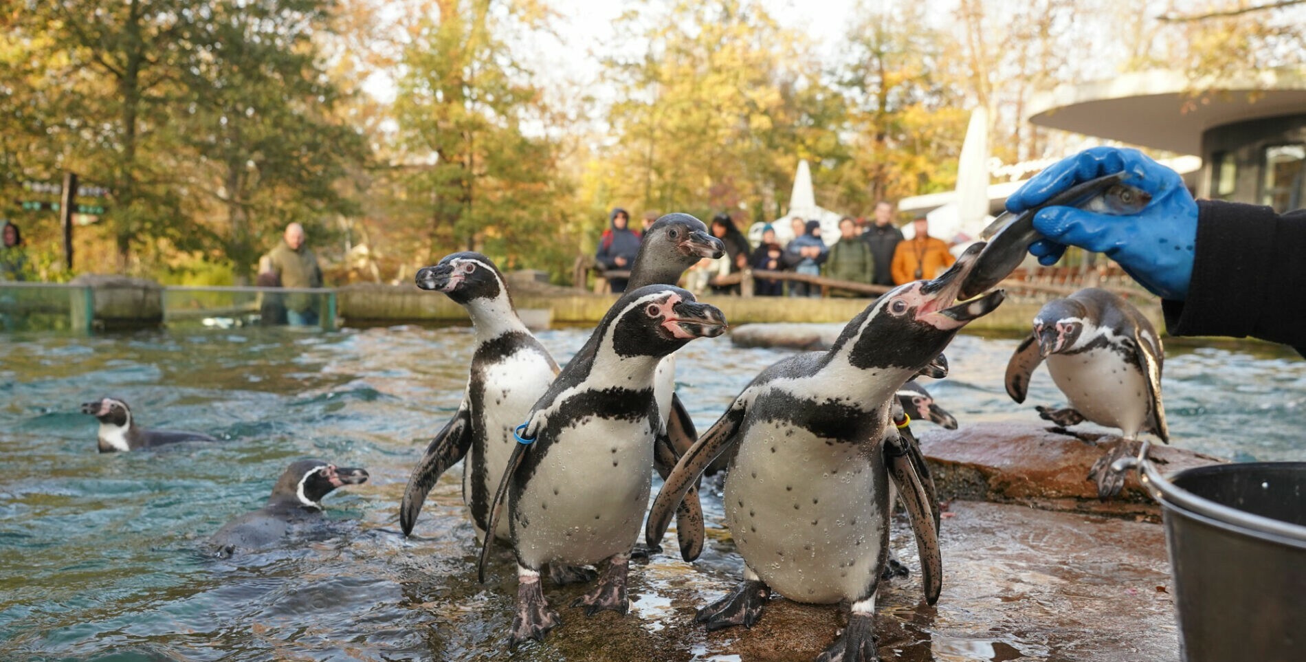 Fütterung der Pinguine.