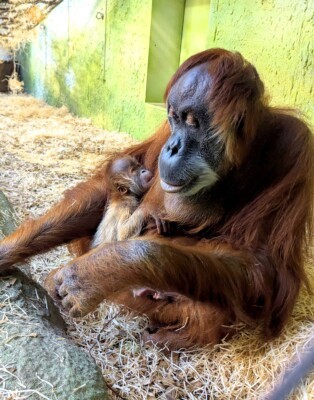 Orang-Utan Daisy mit Jungtier 2025