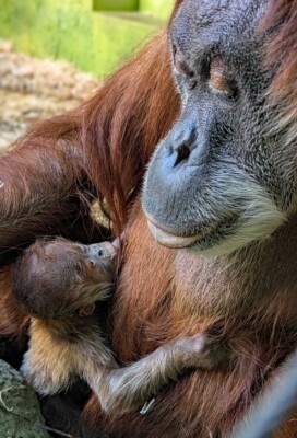 Orangutan Daisy with offspring