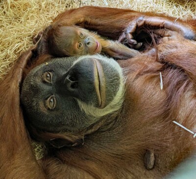 Orang-Utan Daisy mit Jungtier Diara