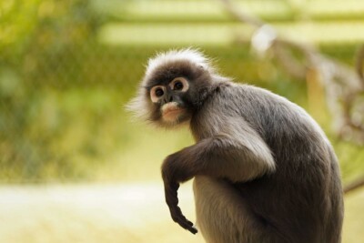 Brillenlangur